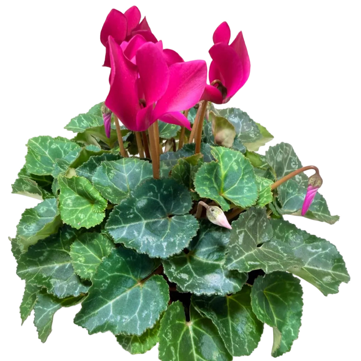 Cyclamen Purple | Purple Flowering Plant Australia Succulents World