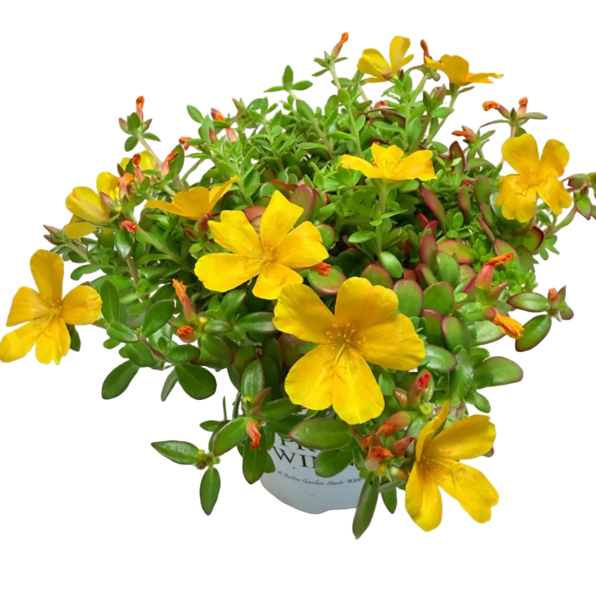 Portulaca Mojave Yellow | Yellow Flowering Succulent Australia Succulents World