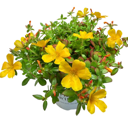 Portulaca Mojave Yellow | Yellow Flowering Succulent Australia Succulents World