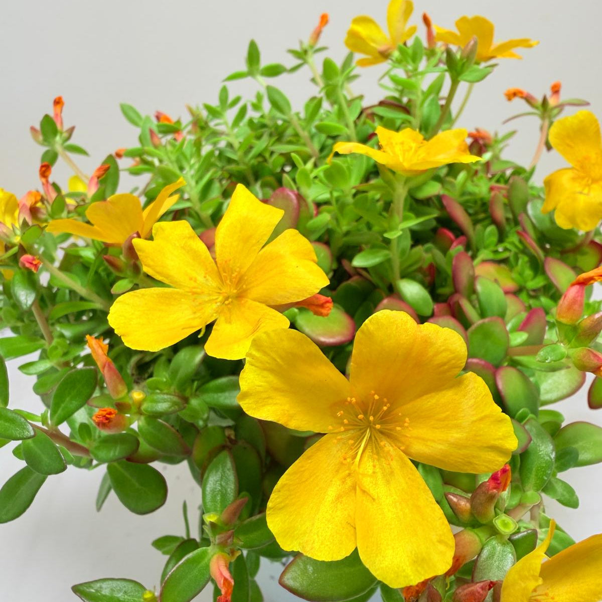 Portulaca Mojave Yellow | Yellow Flowering Succulent Australia Succulents World
