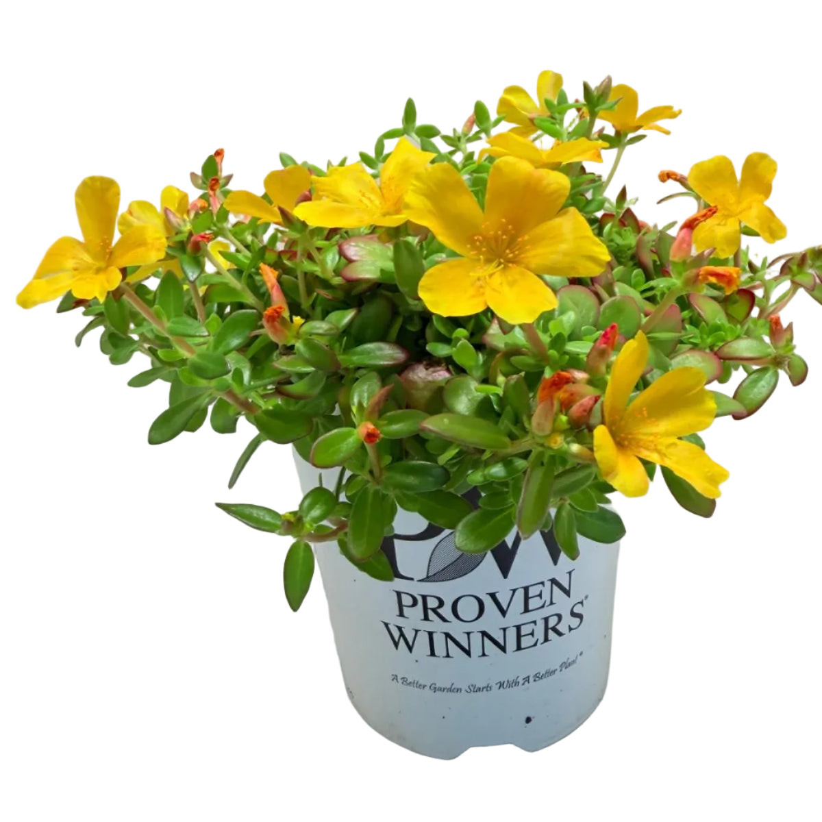 Portulaca Mojave Yellow | Yellow Flowering Succulent Australia Succulents World