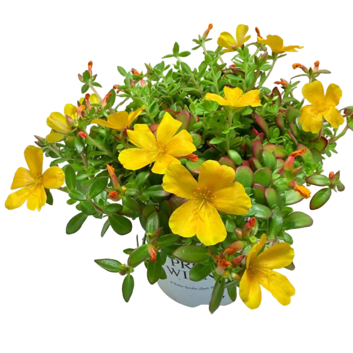 Portulaca Mojave Yellow | Yellow Flowering Succulent Australia Succulents World