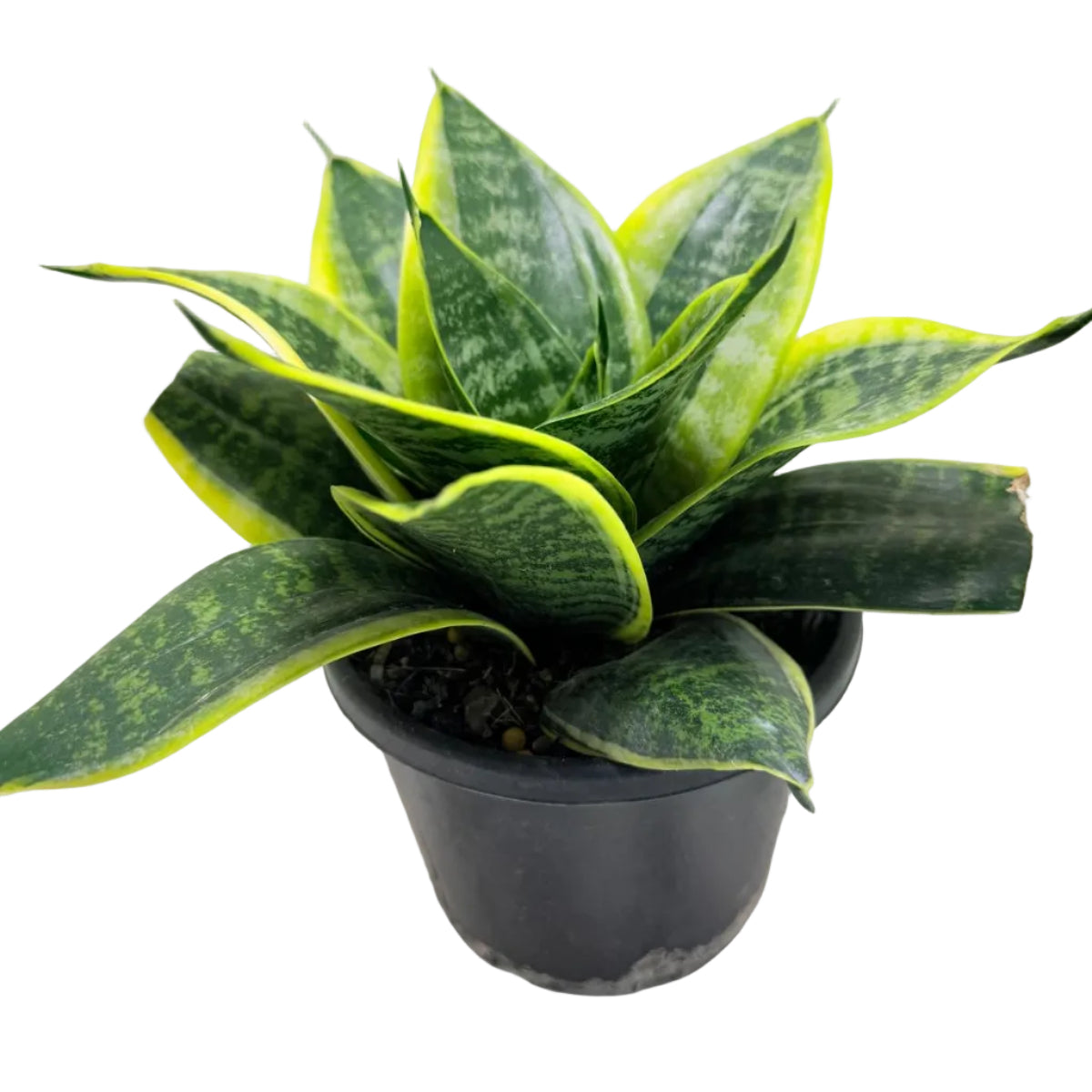 Senserveria Lotus Hahnii | Compact Snake Plant Australia Succulents World