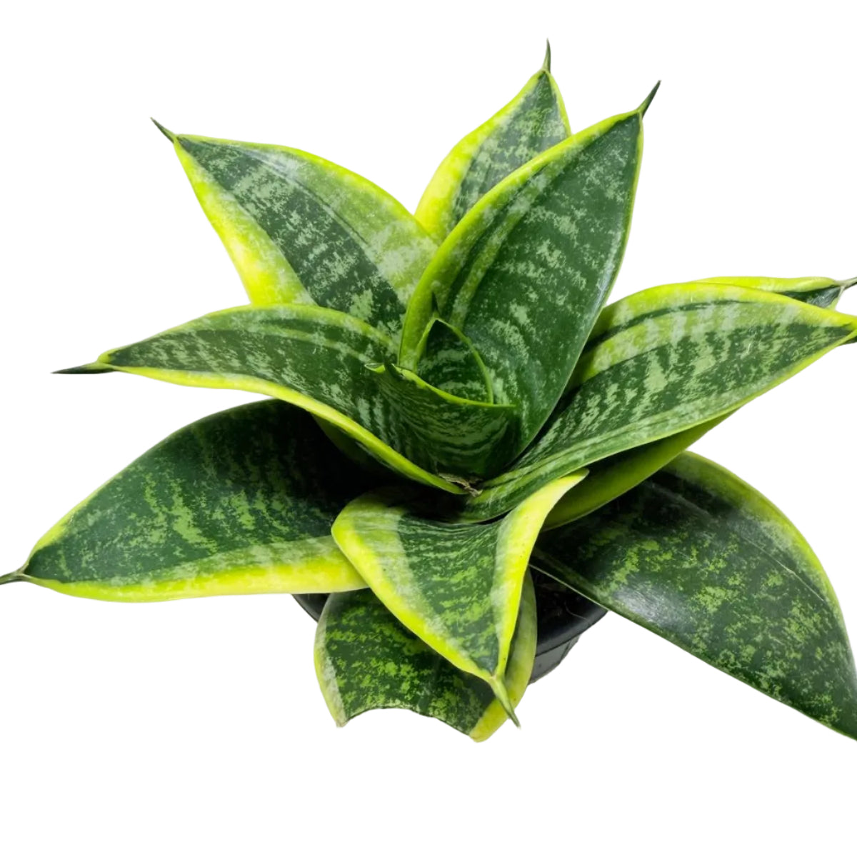 Senserveria Lotus Hahnii | Compact Snake Plant Australia Succulents World