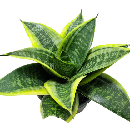 Senserveria Lotus Hahnii | Compact Snake Plant Australia Succulents World