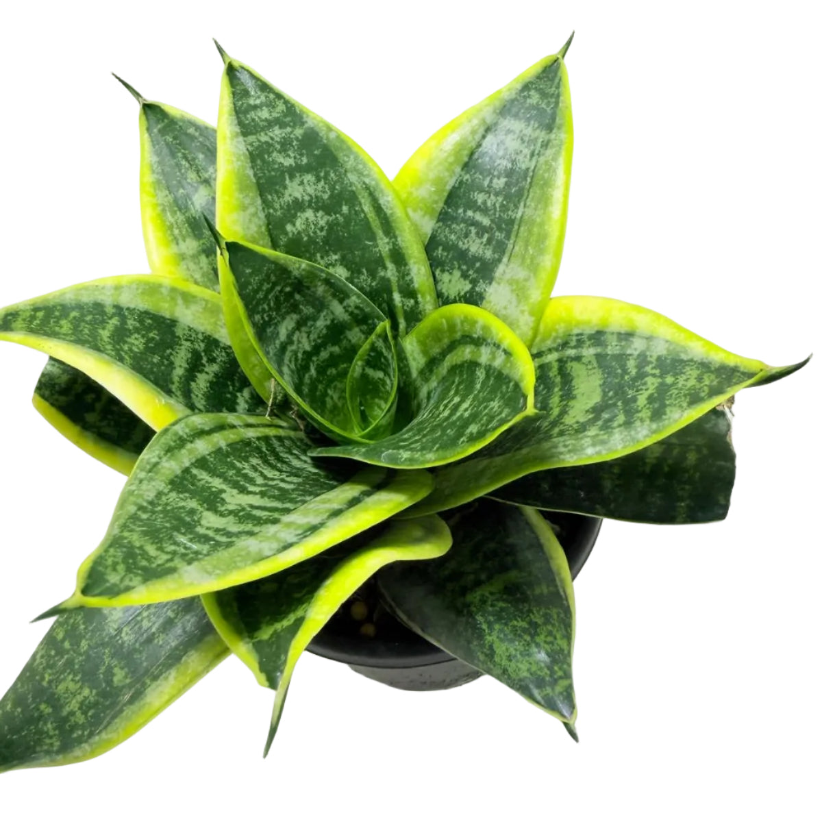 Senserveria Lotus Hahnii | Compact Snake Plant Australia Succulents World