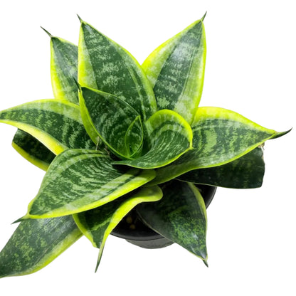 Senserveria Lotus Hahnii | Compact Snake Plant Australia Succulents World