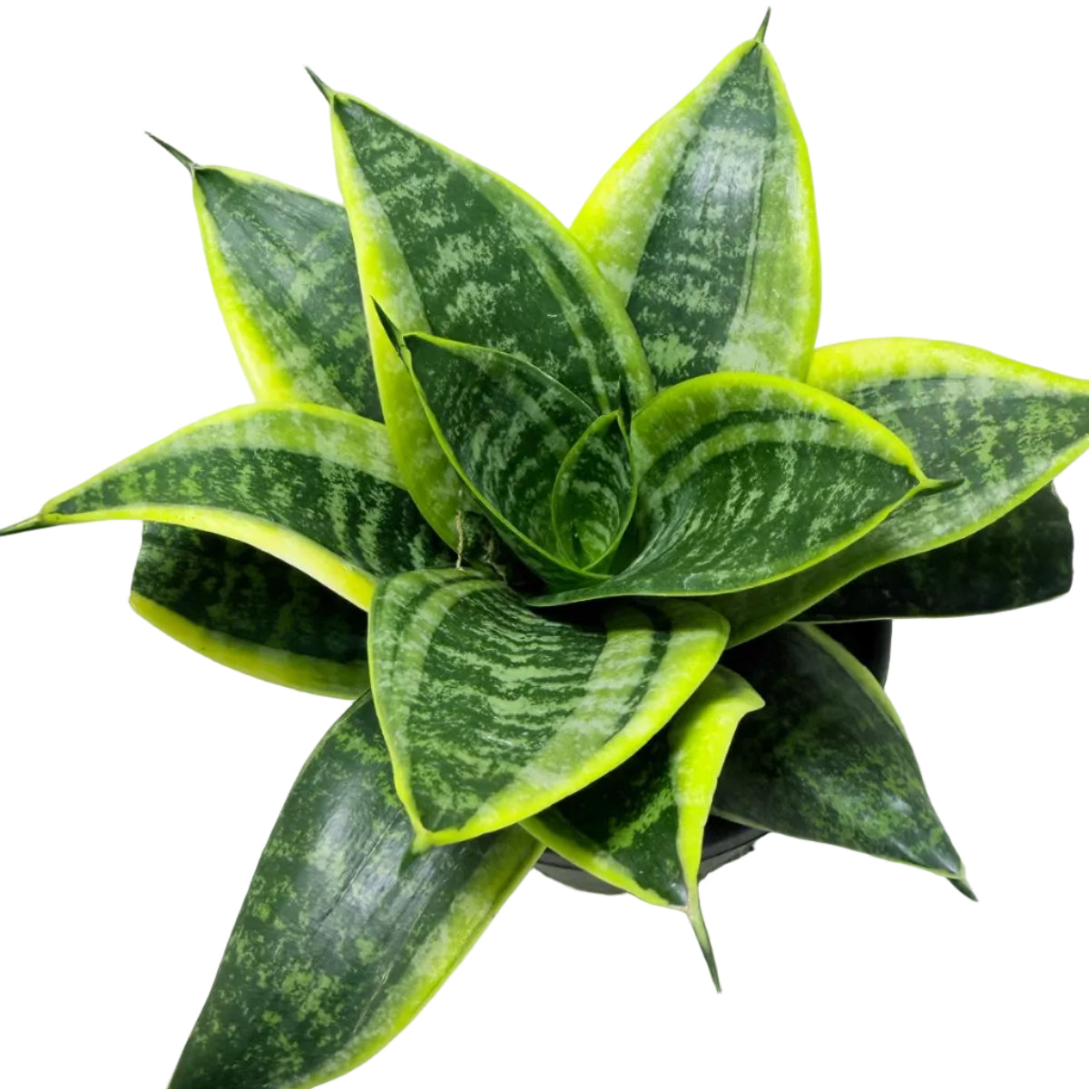 Senserveria Lotus Hahnii | Compact Snake Plant Australia Succulents World