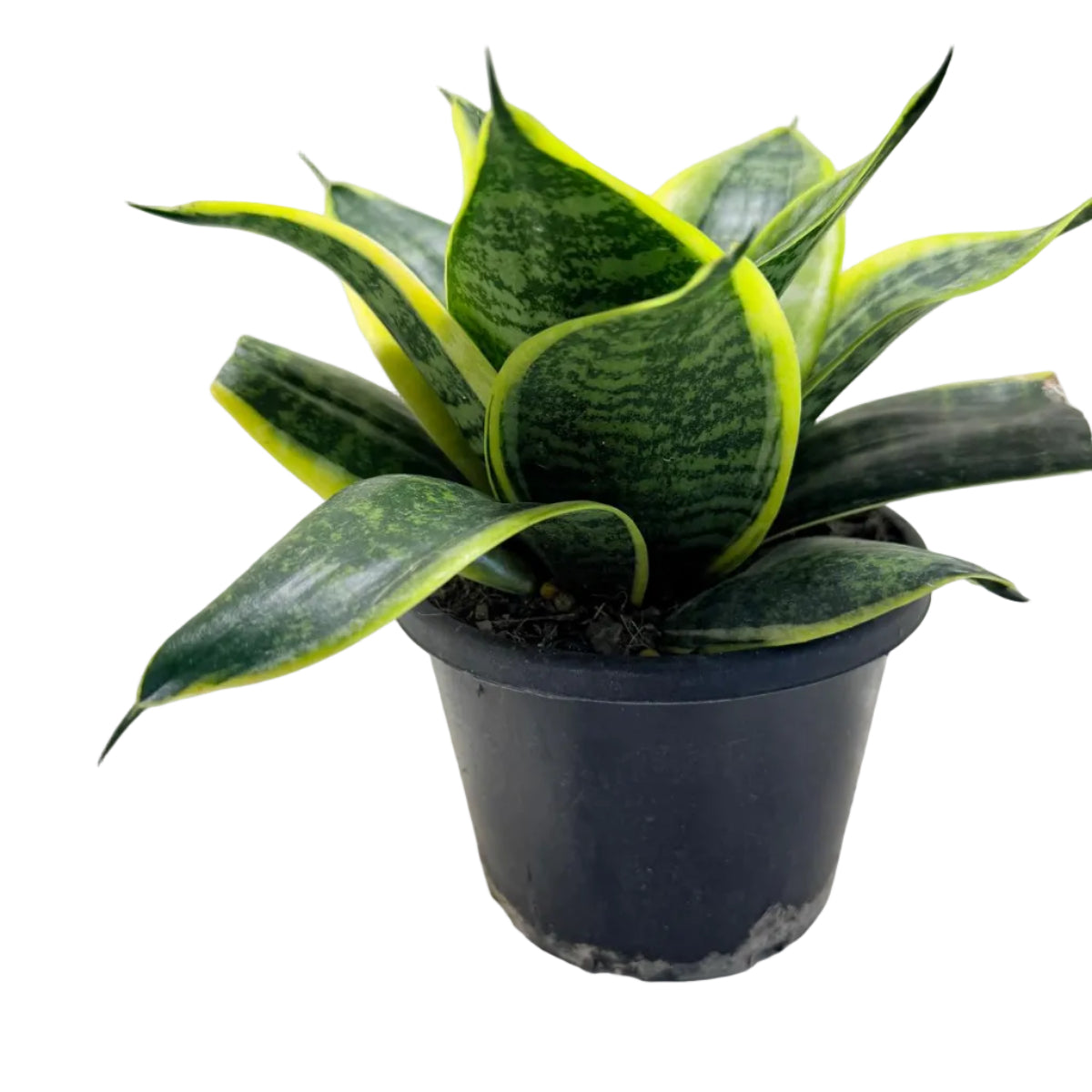 Senserveria Lotus Hahnii | Compact Snake Plant Australia Succulents World