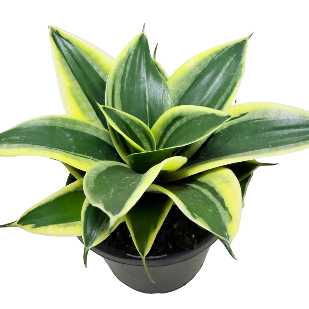 Senserveria Hahni Gold | Golden Snake Plant Australia Succulents World