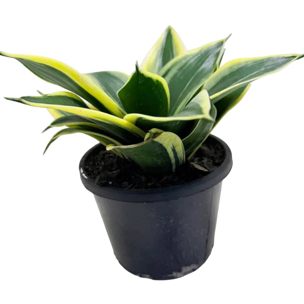 Senserveria Hahni Gold | Golden Snake Plant Australia Succulents World