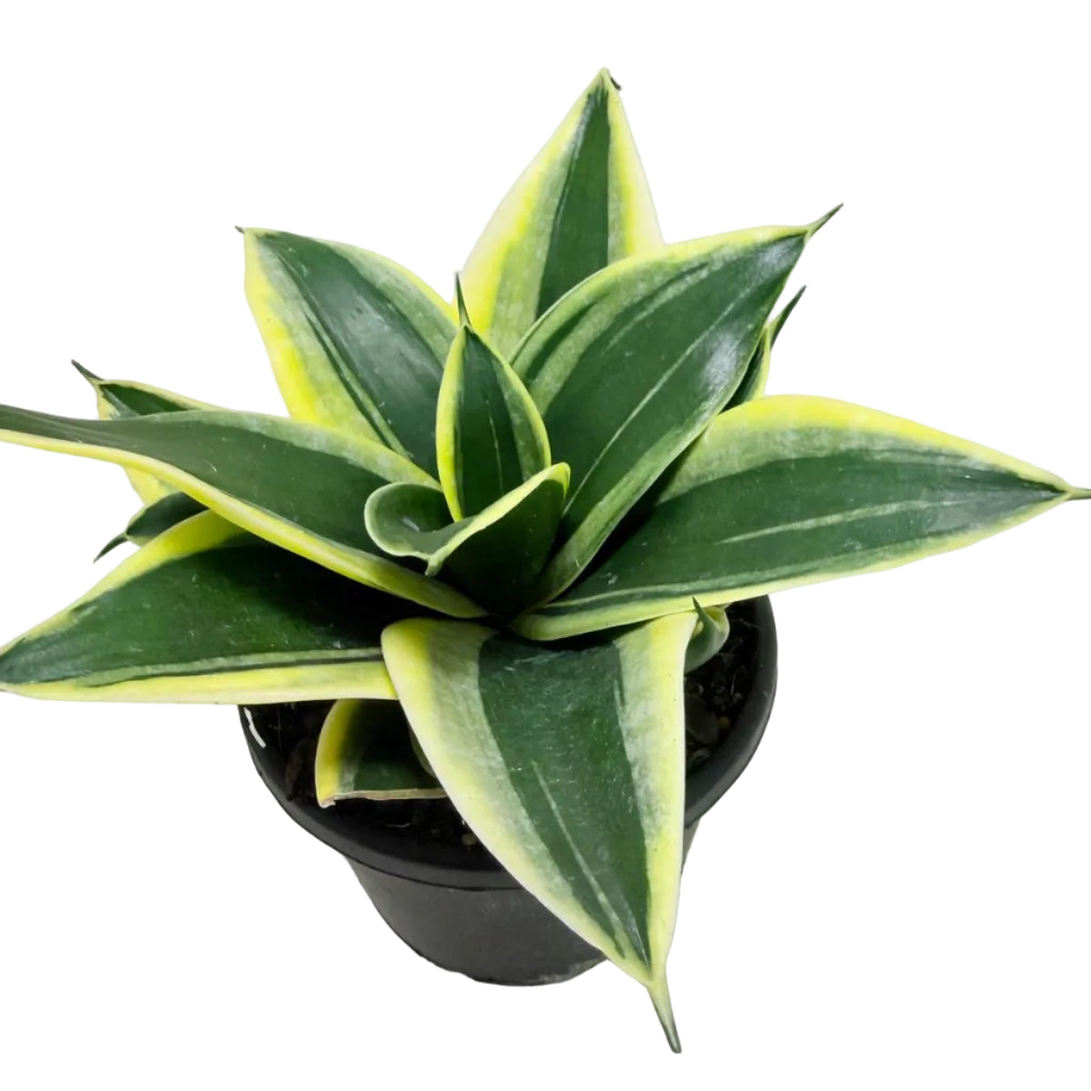 Senserveria Hahni Gold | Golden Snake Plant Australia Succulents World