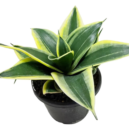 Senserveria Hahni Gold | Golden Snake Plant Australia Succulents World
