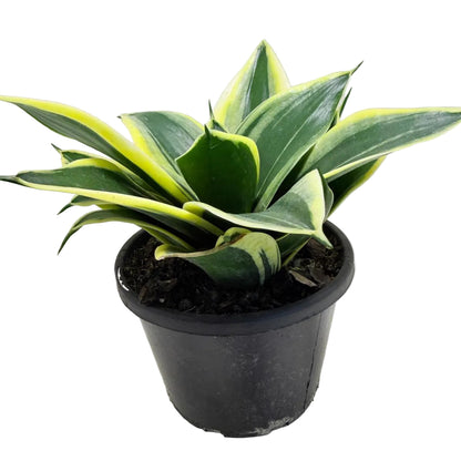 Senserveria Hahni Gold | Golden Snake Plant Australia Succulents World