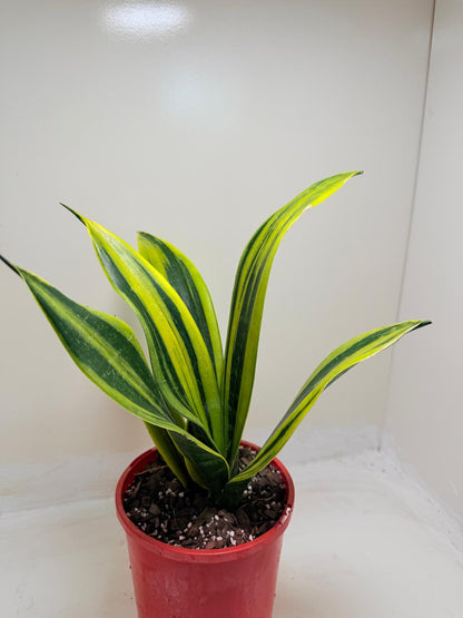 Buy Sansevieria Golden Flame | Easy Care Houseplant Succulents World