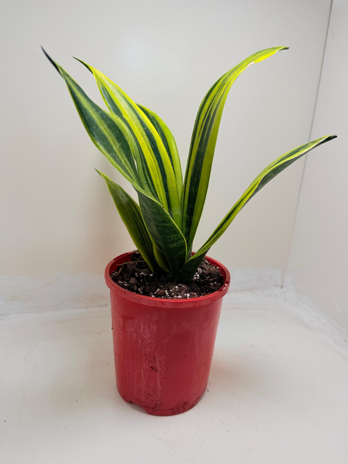 Buy Sansevieria Golden Flame | Easy Care Houseplant Succulents World