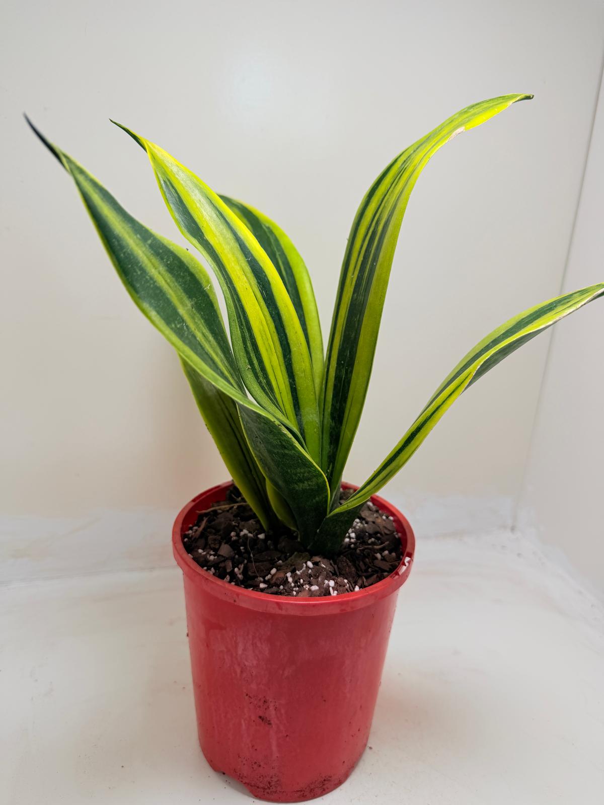 Buy Sansevieria Golden Flame | Easy Care Houseplant Succulents World