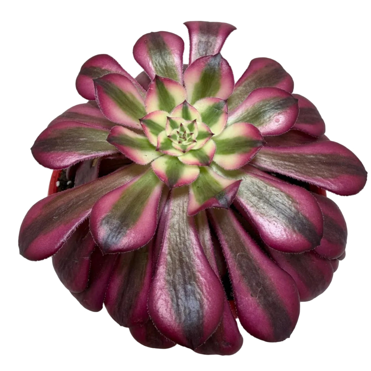 Aeonium Red Sunny 130mm – Rosette Succulent Australia Succulents World