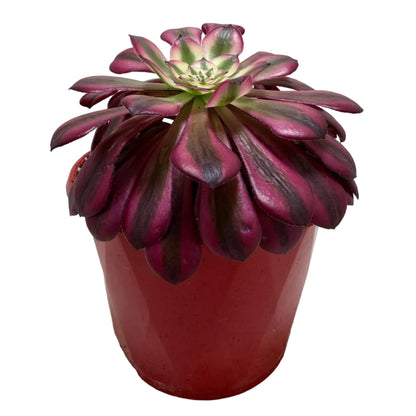 Aeonium Red Sunny 130mm – Rosette Succulent Australia Succulents World