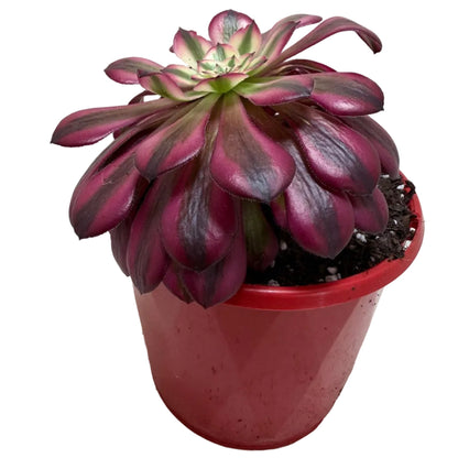 Aeonium Red Sunny 130mm – Rosette Succulent Australia Succulents World