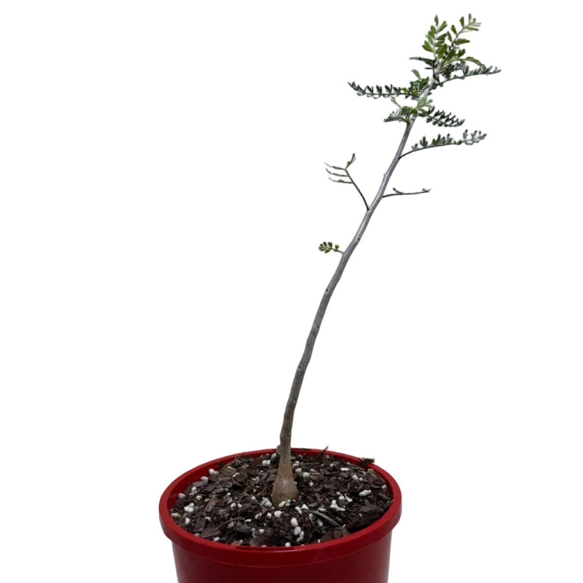 Bursera microphylla – Sculptural Elephant Tree | 140mm Succulents World