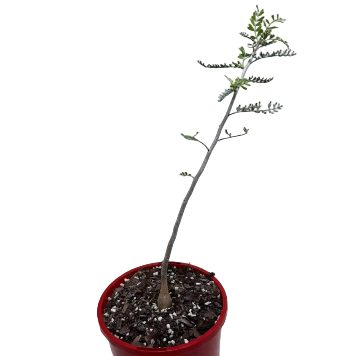 Bursera microphylla – Sculptural Elephant Tree | 140mm Succulents World