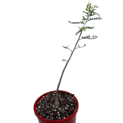 Bursera microphylla – Sculptural Elephant Tree | 140mm Succulents World