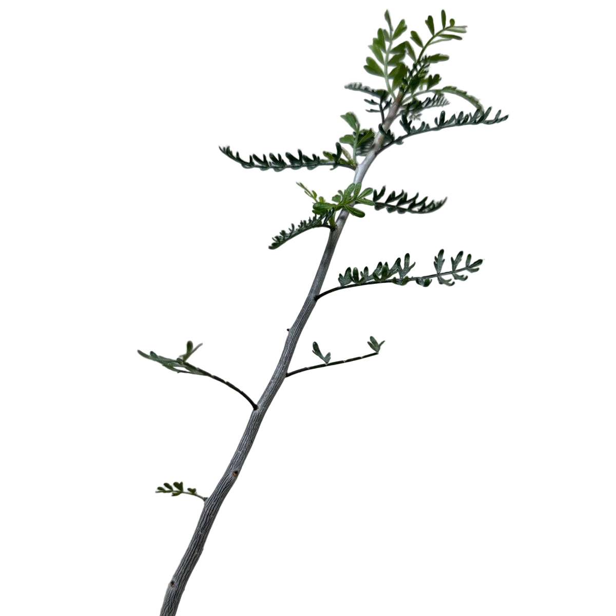 Bursera microphylla – Sculptural Elephant Tree | 140mm Succulents World