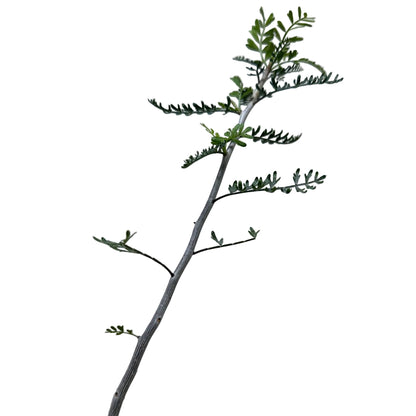 Bursera microphylla – Sculptural Elephant Tree | 140mm Succulents World