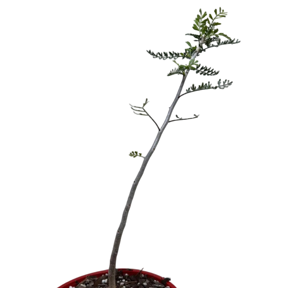 Bursera microphylla – Sculptural Elephant Tree | 140mm Succulents World