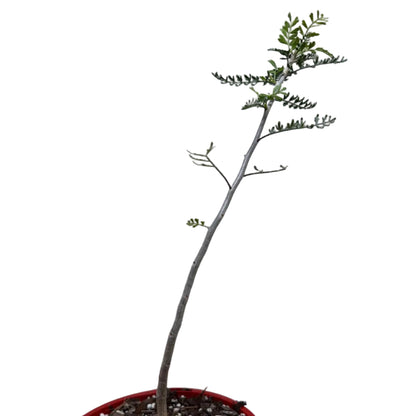 Bursera microphylla – Sculptural Elephant Tree | 140mm Succulents World