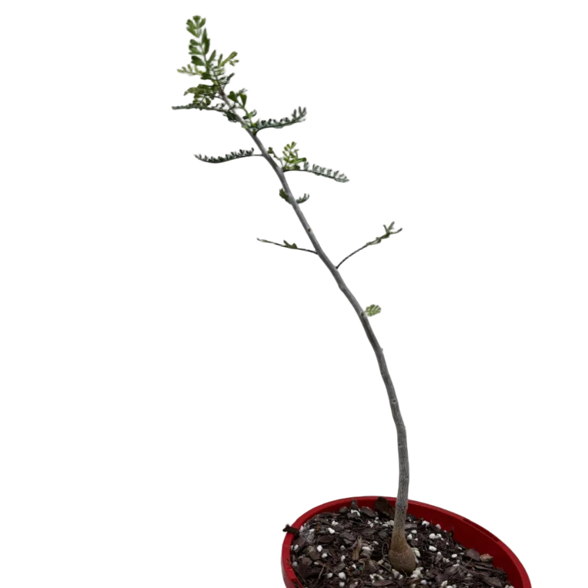 Bursera microphylla – Sculptural Elephant Tree | 140mm Succulents World