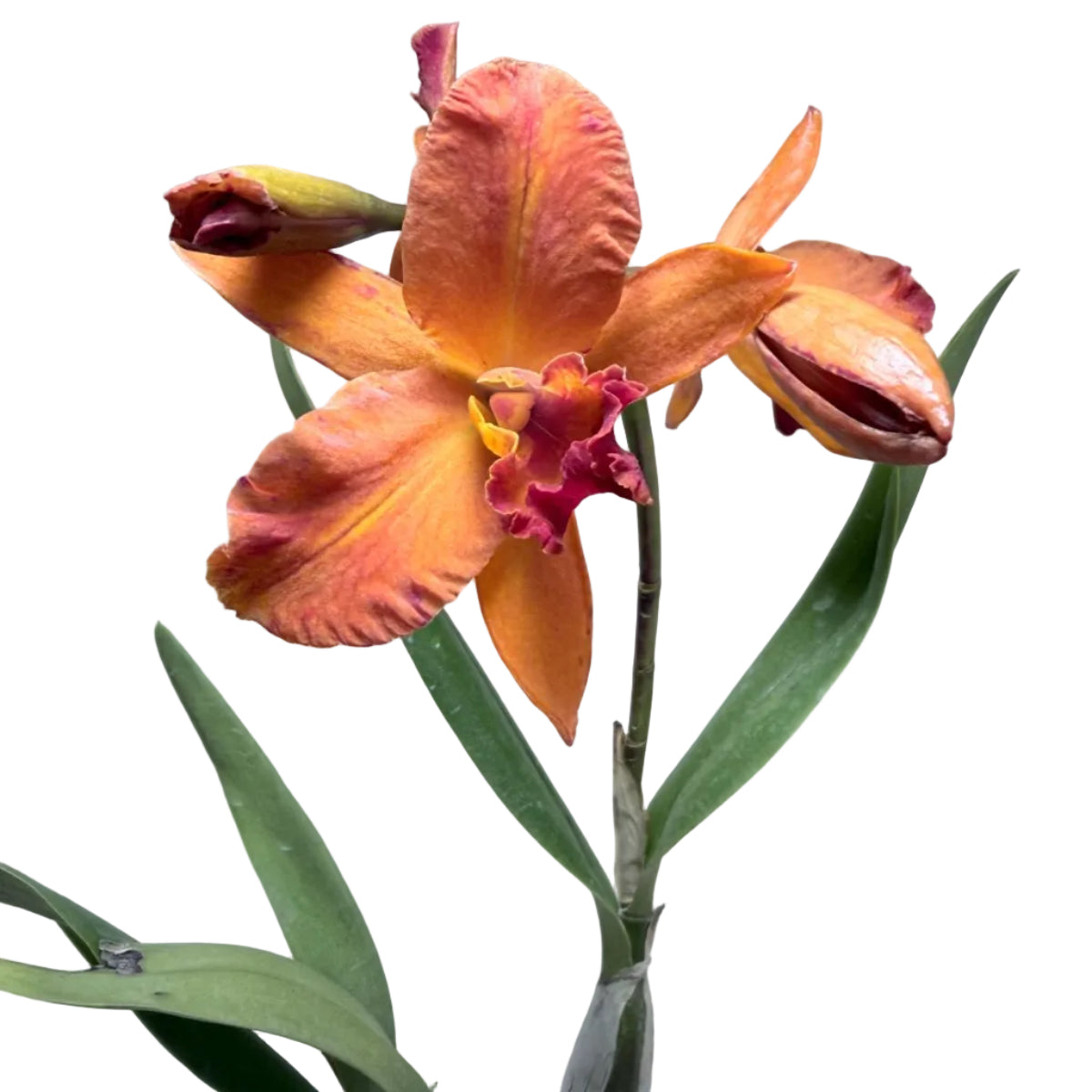 Ctt. Fire Gem ‘Topaz Sunstone’ – Collectable Cattleya Orchid | 140mm Succulents World