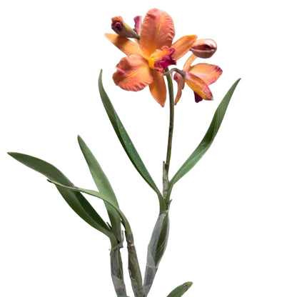 Ctt. Fire Gem ‘Topaz Sunstone’ – Collectable Cattleya Orchid | 140mm Succulents World