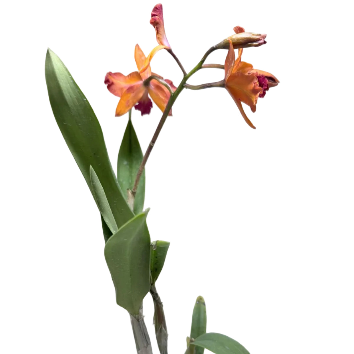 Ctt. Fire Gem ‘Topaz Sunstone’ – Collectable Cattleya Orchid | 140mm Succulents World