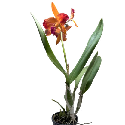 Ctt. Fire Gem ‘Topaz Sunstone’ – Collectable Cattleya Orchid | 140mm Succulents World