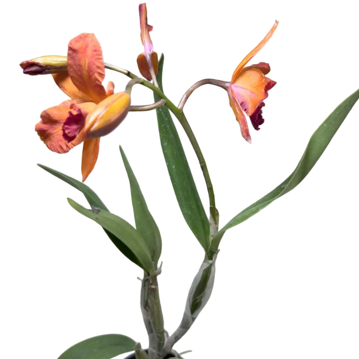 Ctt. Fire Gem ‘Topaz Sunstone’ – Collectable Cattleya Orchid | 140mm Succulents World