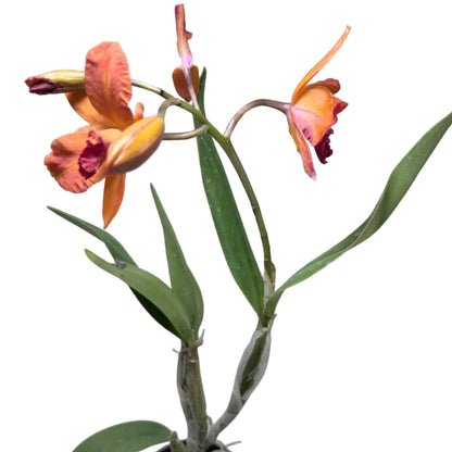 Ctt. Fire Gem ‘Topaz Sunstone’ – Collectable Cattleya Orchid | 140mm Succulents World