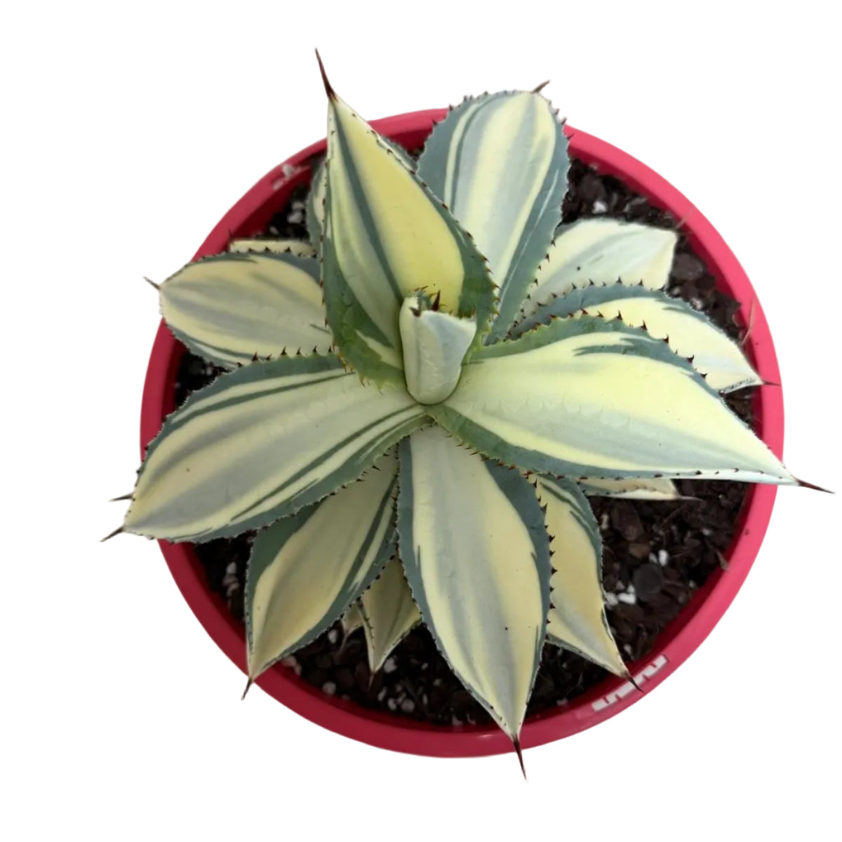 Agave ‘Sun Goddess’ – Statement Agave Succulent | 210mm Succulents World