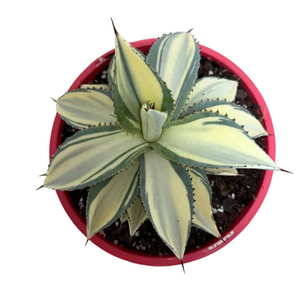 Agave ‘Sun Goddess’ – Statement Agave Succulent | 210mm Succulents World