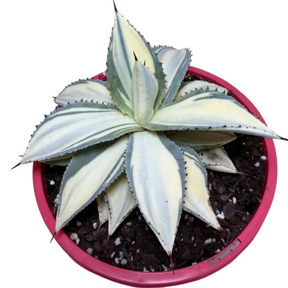 Agave ‘Sun Goddess’ – Statement Agave Succulent | 210mm Succulents World