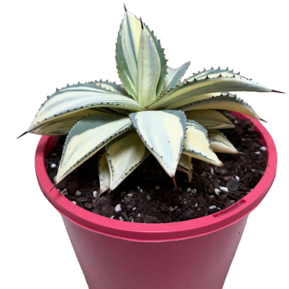 Agave ‘Sun Goddess’ – Statement Agave Succulent | 210mm Succulents World