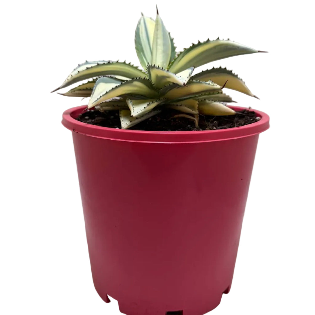 Agave ‘Sun Goddess’ – Statement Agave Succulent | 210mm Succulents World