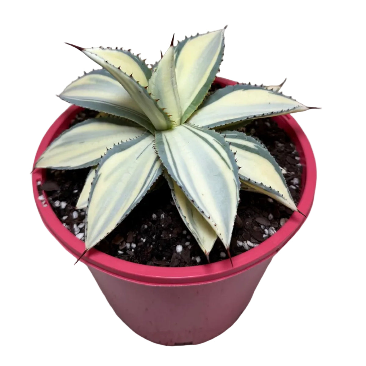 Agave ‘Sun Goddess’ – Statement Agave Succulent | 210mm Succulents World