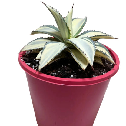 Agave ‘Sun Goddess’ – Statement Agave Succulent | 210mm Succulents World