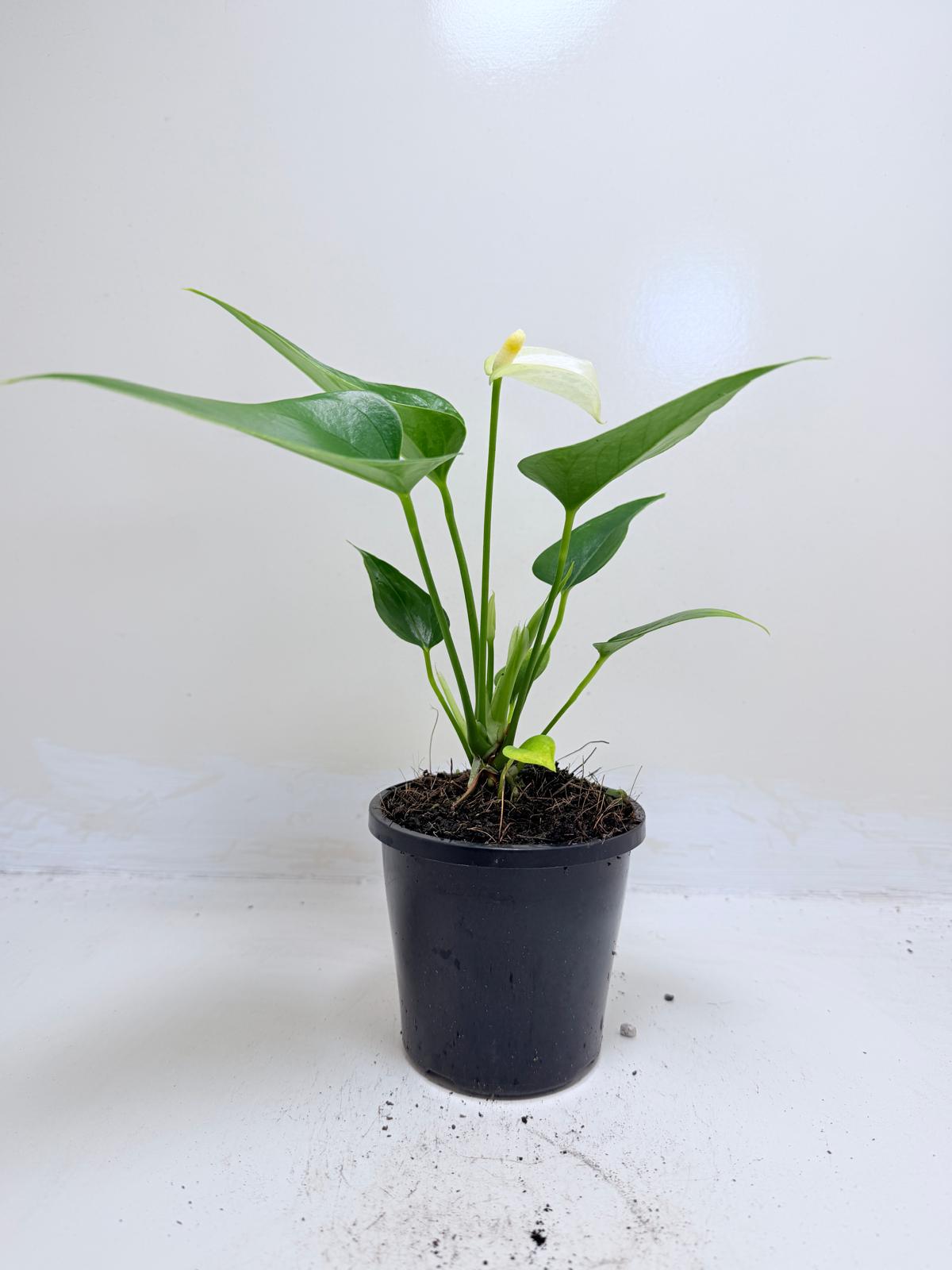 Anthurium Alpine – Elegant White Flowering Indoor Plant Succulents World