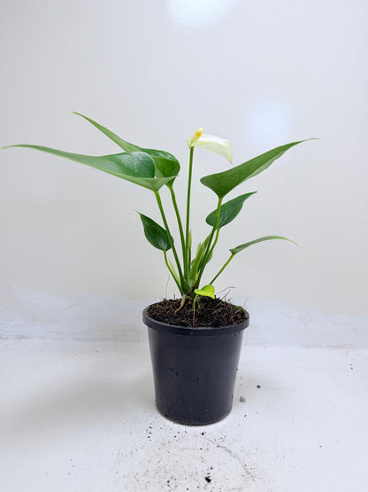 Anthurium Alpine – Elegant White Flowering Indoor Plant Succulents World