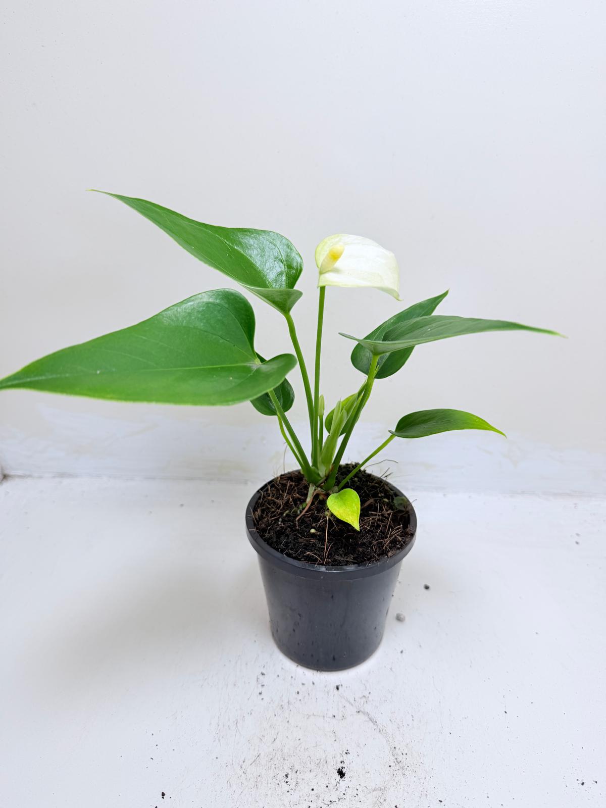 Anthurium Alpine – Elegant White Flowering Indoor Plant Succulents World