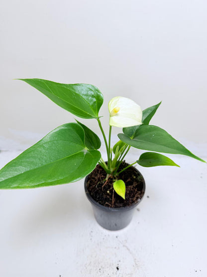 Anthurium Alpine – Elegant White Flowering Indoor Plant Succulents World