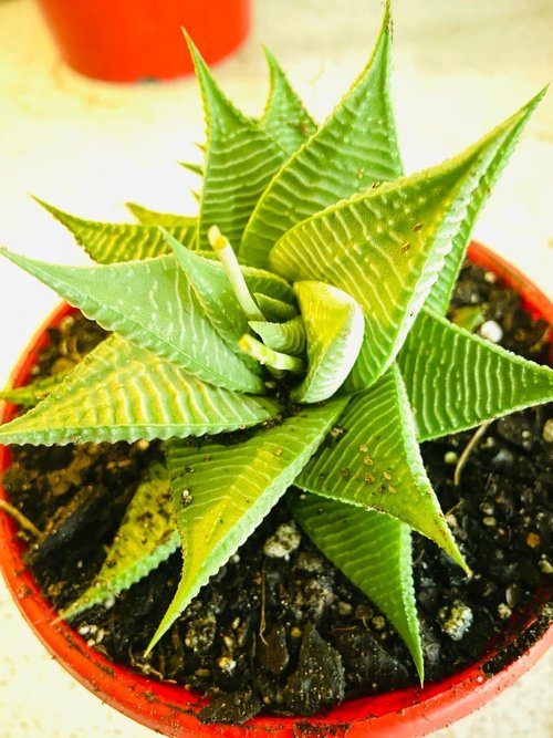 Haworthiopsis limifolia Special 'Grey' 130mm